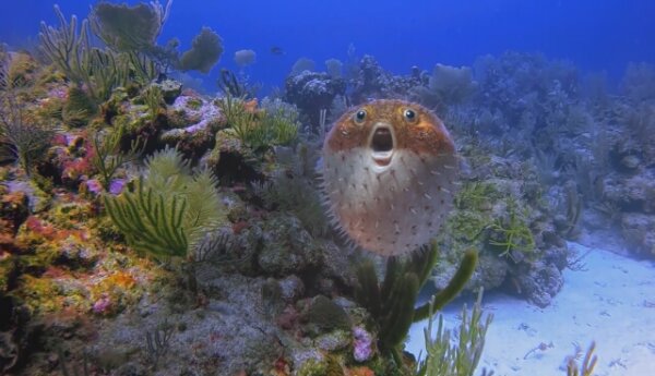 Tak dobry, że aż strach! - Shark Week 2019